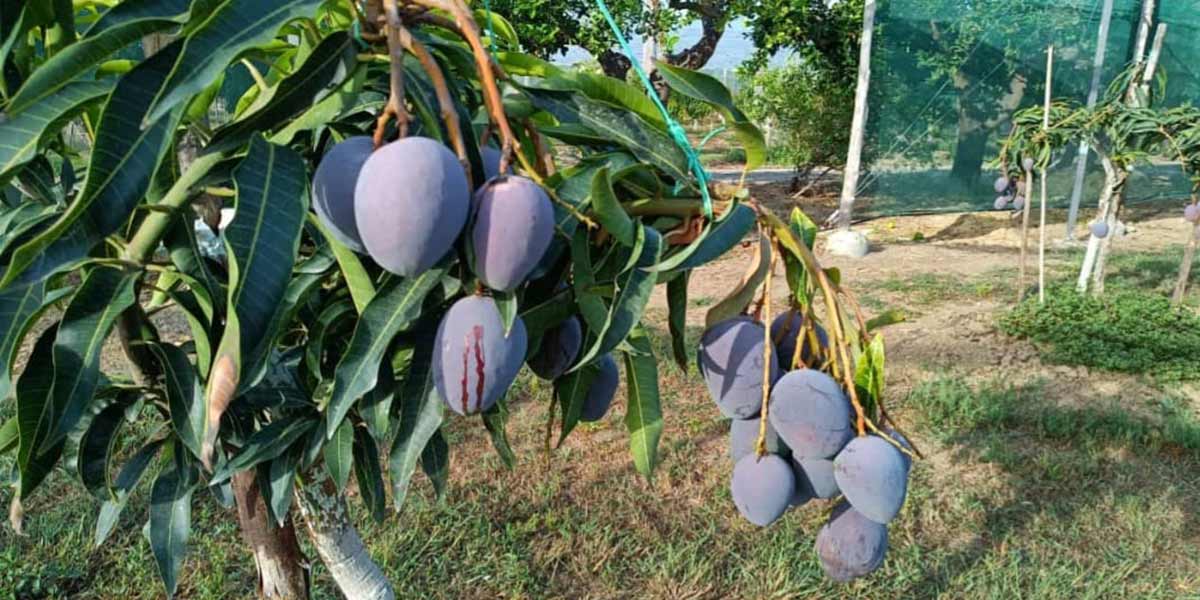 «Frutta esotica, la Sicilia deve fare squadra»